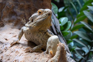 İç Sakallı Ejder 'in (Pogona vittisepsi) yakın plan görüntüsü)