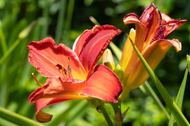 Day Lily (Hemerocallis), çiçeğin başını kapat