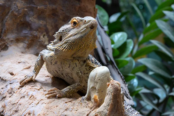 Imagem Perto Dragão Barbudo Interior Pogona Vitticeps — Fotografia de Stock