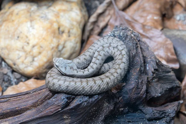 Закрыть Изображение Гадюки Asp Vipera Aspis — стоковое фото