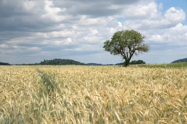 Panoramiczny Obraz Pola Kukurydzy Pochmurny Dzień Nad Niebem Sauerland Niemcy — Zdjęcie stockowe