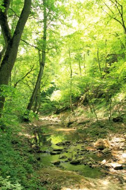 Sisli sonbahar ormanı