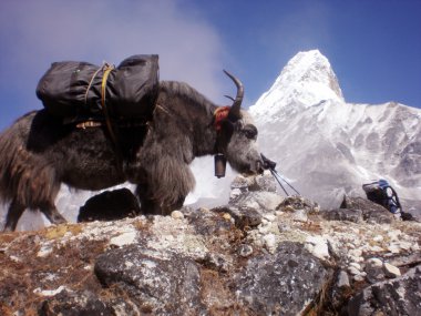 yak - bos grunniens veya bos mutus - langtang Vadisi'nde - nepal