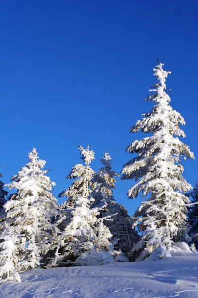 Árvore de Natal na neve. — Fotografia de Stock