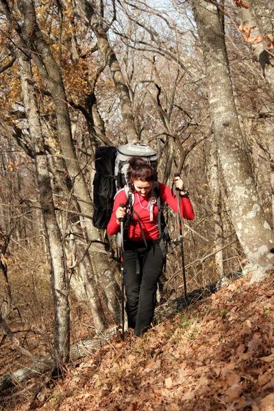 Walk in the autumn woods. — Stock Photo, Image