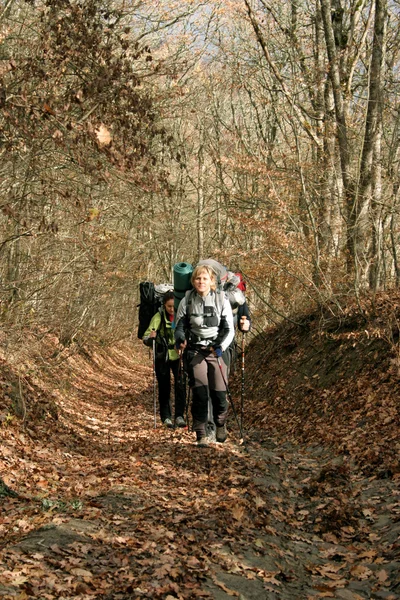 Caminar en el bosque de otoño . — Foto de Stock