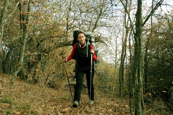 Caminar en el bosque de otoño . — Foto de Stock