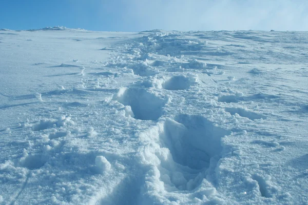 Кроки на снігу . — стокове фото