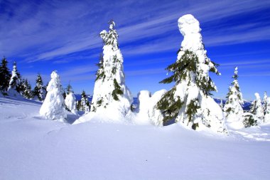 Kardaki ladin.