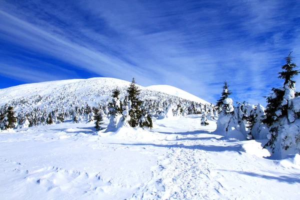 Épinette dans la neige. — Photo