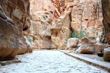 ahşap kesme tahtası üzerinde dal taze nane.