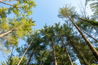 Sonbaharın başlarında parkta uzun ağaçlar