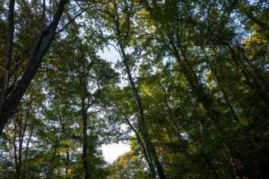Sonbaharın başlarında parkta uzun ağaçlar