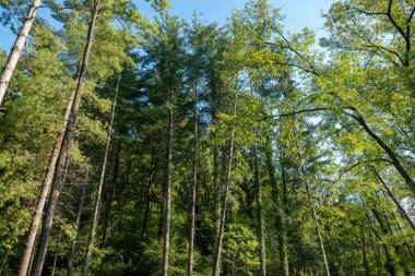 Sonbaharın başlarında parkta uzun ağaçlar