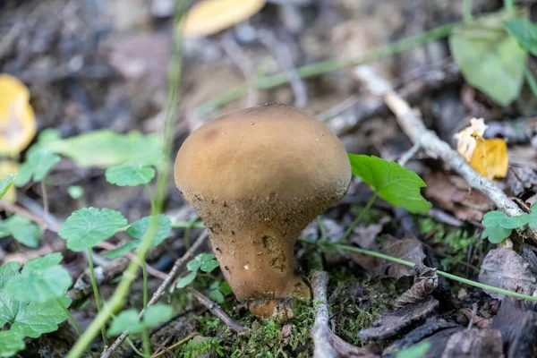 Small Mushroom Autumn Foliage Park — Stock Photo, Image