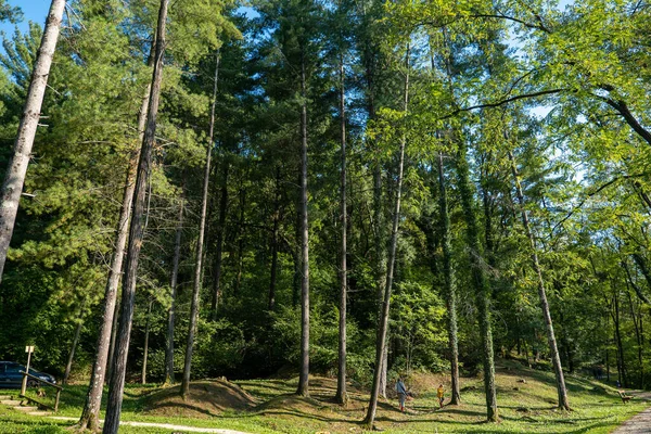 Sonbaharın Başlarında Parkta Uzun Ağaçlar — Stok fotoğraf