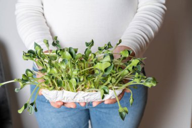 uygun beslenme, vegan, mikro yeşiller, evde yetişen mikro yeşillikler.