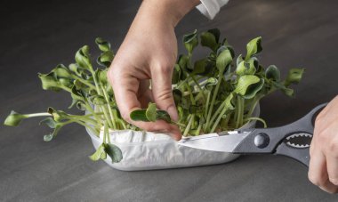 uygun beslenme, vegan, mikro yeşiller, evde yetişen mikro yeşillikler.