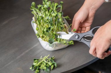 uygun beslenme, vegan, mikro yeşiller, evde yetişen mikro yeşillikler.