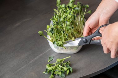 uygun beslenme, vegan, mikro yeşiller, evde yetişen mikro yeşillikler.