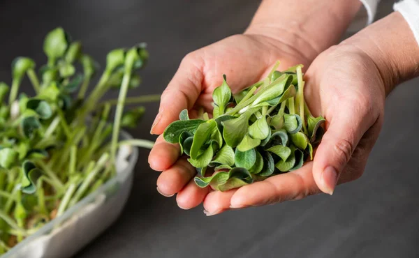 uygun beslenme, vegan, mikro yeşiller, evde yetişen mikro yeşillikler.