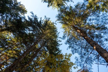 Sonbahar ormanında güneş ışığında büyük ağaçlar