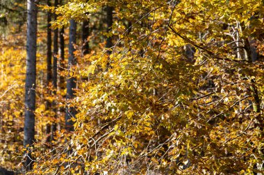Sonbahar ormanında güneş ışığında büyük ağaçlar