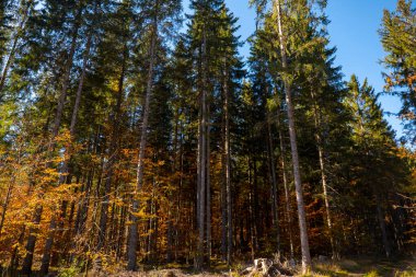 Sonbahar ormanında güneş ışığında büyük ağaçlar