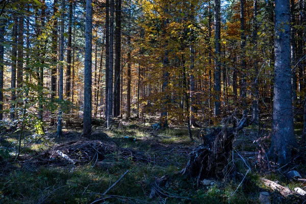 Große Bäume Sonnenlicht Herbstlichen Wald — Stockfoto