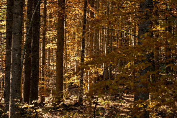 Большие Деревья Солнечном Свете Осеннем Лесу — стоковое фото