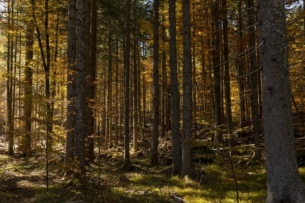 秋天森林里阳光下的大树 — 图库照片
