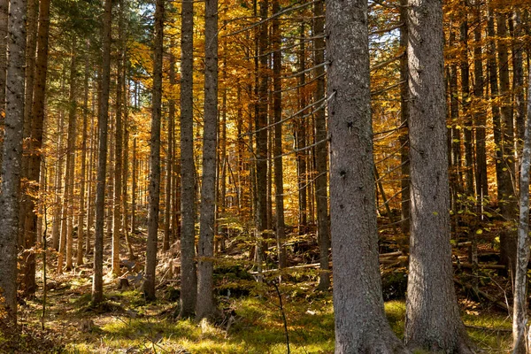 秋天森林里阳光下的大树 — 图库照片