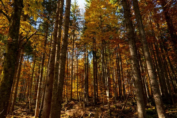 Árboles Grandes Luz Del Sol Bosque Otoño —  Fotos de Stock