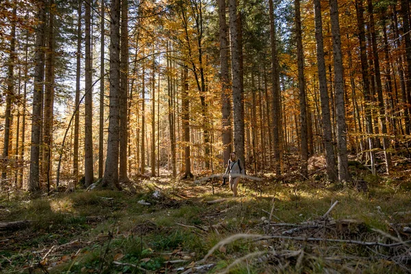 Árboles Grandes Luz Del Sol Bosque Otoño —  Fotos de Stock