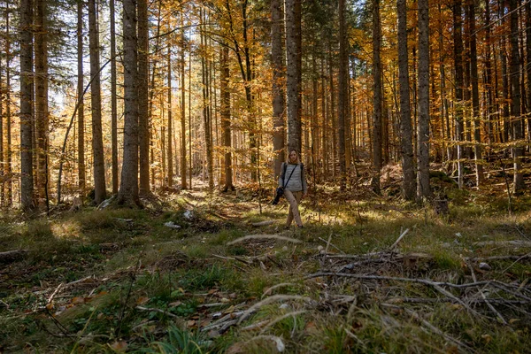 Большие Деревья Солнечном Свете Осеннем Лесу — стоковое фото