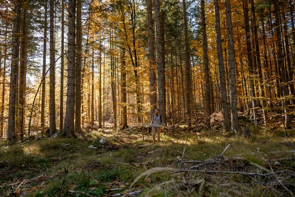 Большие Деревья Солнечном Свете Осеннем Лесу — стоковое фото