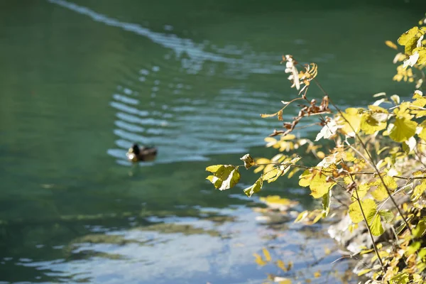 Горное Озеро Осенние Деревья Могучие Горы Солнечном Свете — стоковое фото