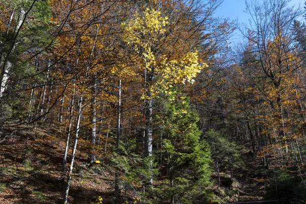 Big Trees Sunlight Autumn Forest — Stock Photo, Image