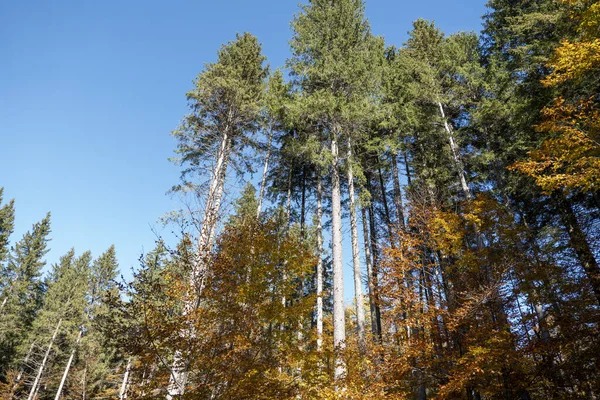 Duże Drzewa Słońcu Jesiennym Lesie — Zdjęcie stockowe