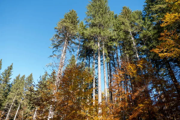 Duże Drzewa Słońcu Jesiennym Lesie — Zdjęcie stockowe