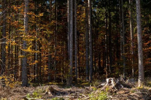 Большие Деревья Солнечном Свете Осеннем Лесу — стоковое фото
