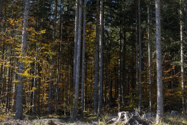 Árboles Grandes Luz Del Sol Bosque Otoño —  Fotos de Stock