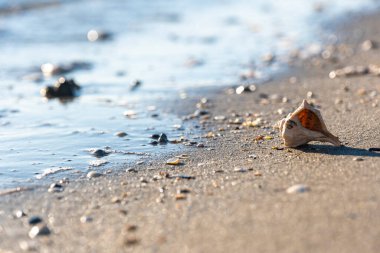 Kumsalda güzel bir deniz kabuğu, bir deniz dalgasının arka planında