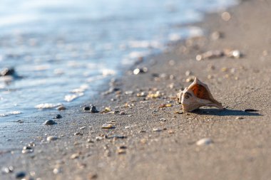 Kumsalda güzel bir deniz kabuğu, bir deniz dalgasının arka planında