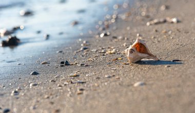Kumsalda güzel bir deniz kabuğu, bir deniz dalgasının arka planında