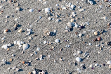 Kumsalda küçük deniz kabukları ve kum