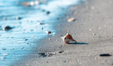 Kumsalda güzel bir deniz kabuğu, bir deniz dalgasının arka planında