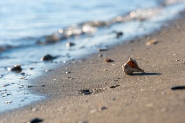 Kumsalda güzel bir deniz kabuğu, bir deniz dalgasının arka planında