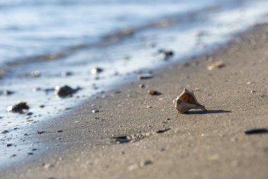 Kumsalda güzel bir deniz kabuğu, bir deniz dalgasının arka planında