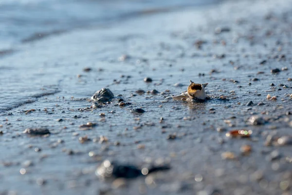 砂浜には透明度の高い海水を背景に小さな貝殻が点在し — ストック写真